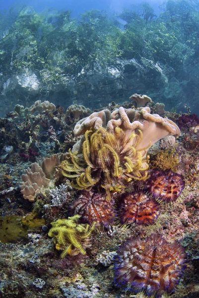 Indonesia, Raja Ampat Underwater fish and coral